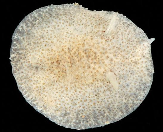 Limpet nudibranch